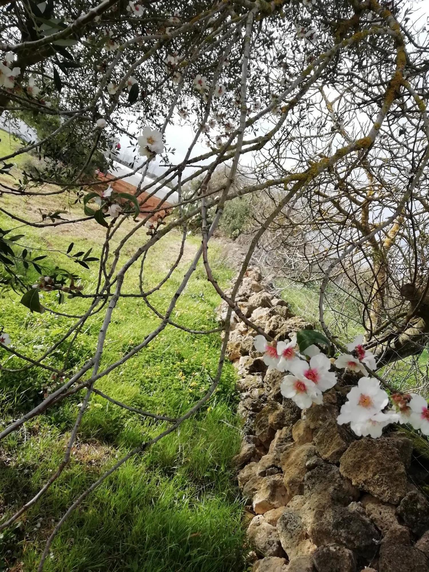 El Matorral Bed & Breakfast Alghero Eksteriør bilde