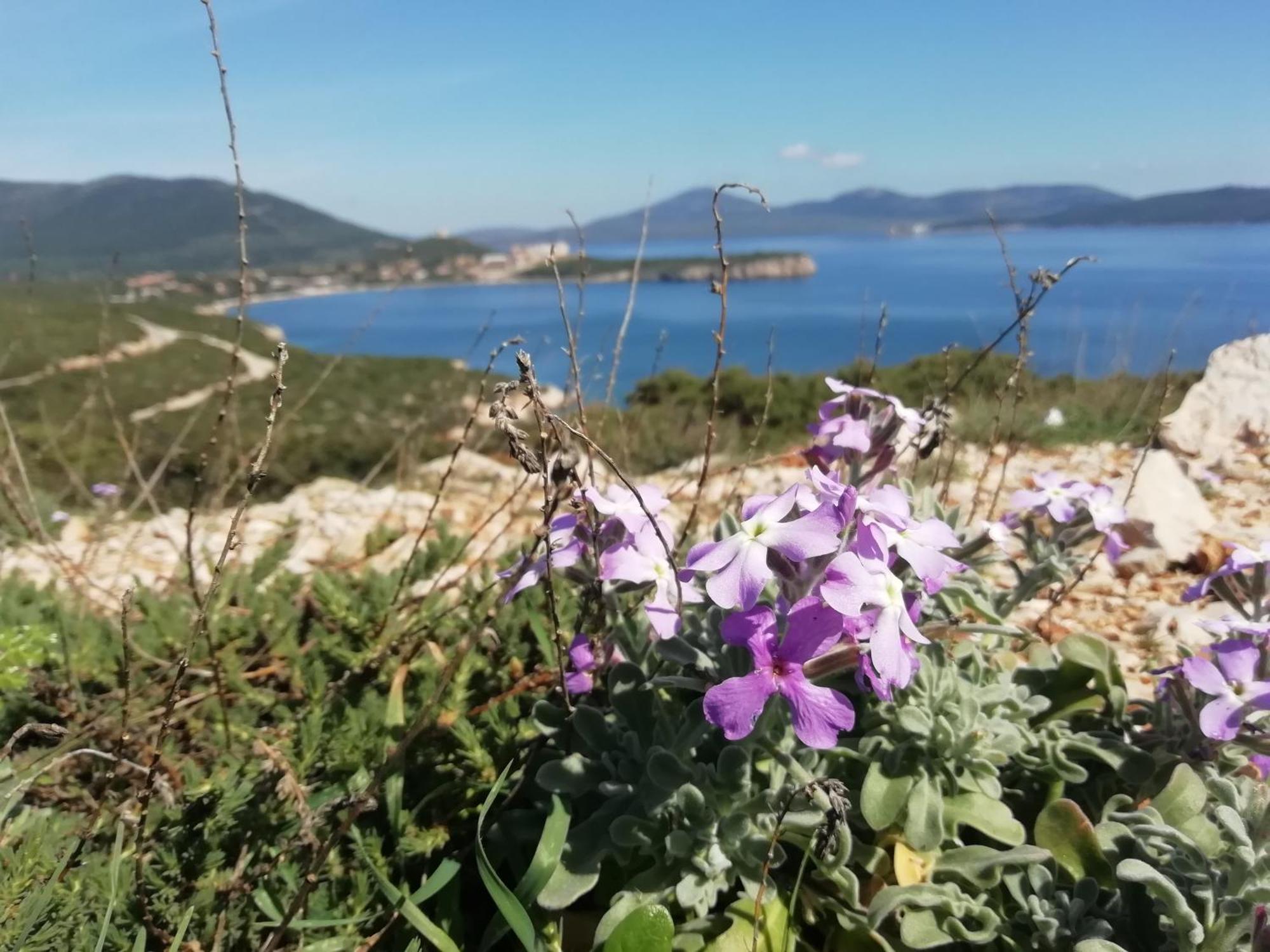 El Matorral Bed & Breakfast Alghero Eksteriør bilde