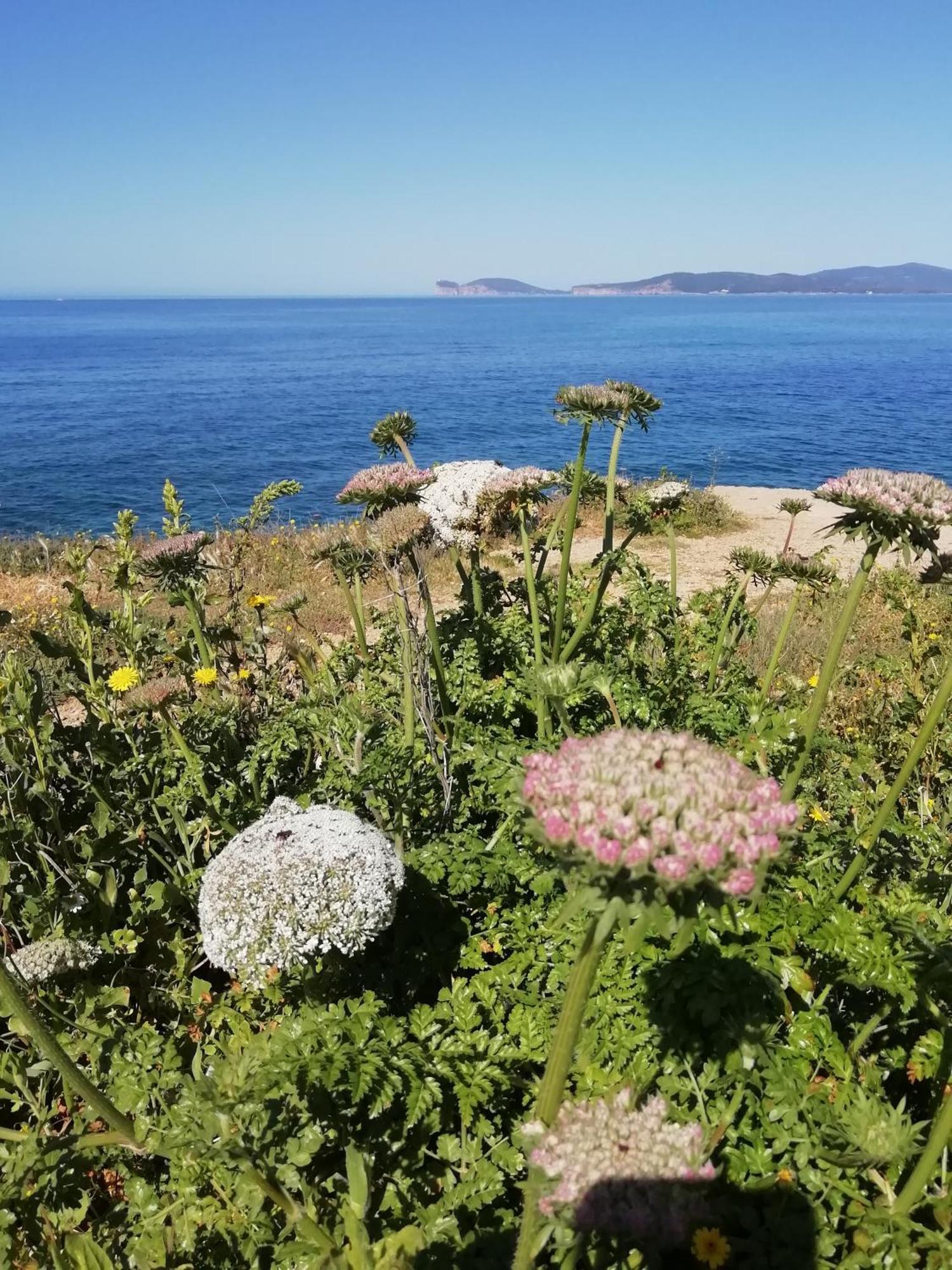 El Matorral Bed & Breakfast Alghero Eksteriør bilde