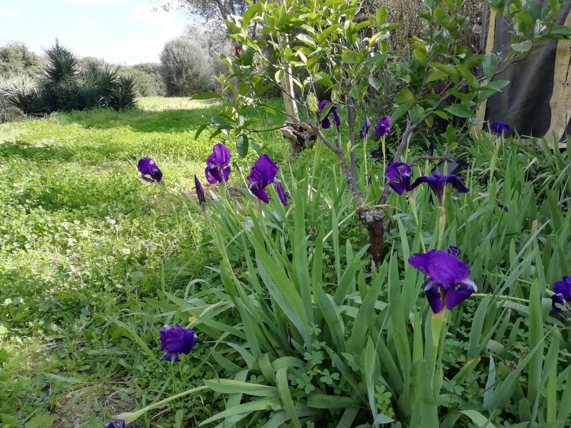 El Matorral Bed & Breakfast Alghero Eksteriør bilde